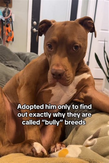 Dogs Throwing Tantrums Like Tiny Drama Queens