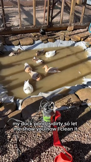 22K views · 1.7K reactions | This should answer all of my most asked duck pond questions, but feel free to leave additional questions in the comments 閭 #DunkinDucks #PetDucks #DuckPond #FarmAnimals #FBLifestyle #CallDucks #BackyardDucks | Dunkin Ducks | Facebook