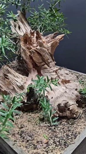 Masterpiece Bonsai Training Future Growth Method🪄✅