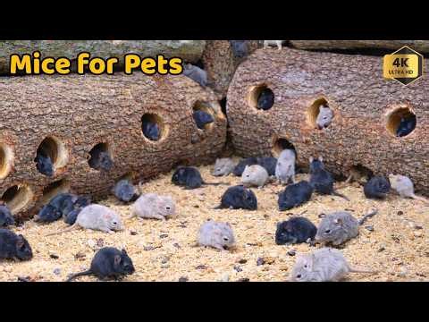 Interactive Cat TV 🐀 Real Mice Jumping and Hiding | 4HOURS 4K-HDR