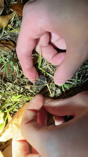 Narrow-Mouthed Toad in the Everglades #herping #toad