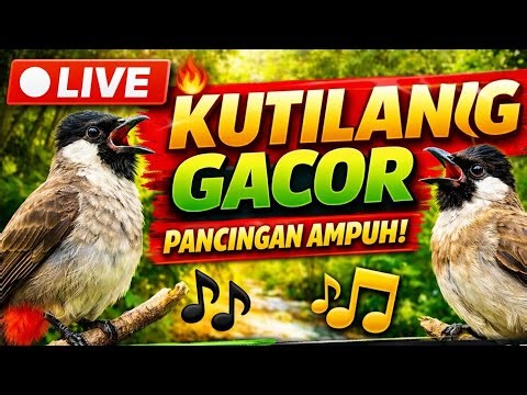 LIVE 🔴 KICAU BURUNG KUTILANG GACOR FULL ISIAN | PANCINGAN AMPUH BIKIN CEPAT BUNYI