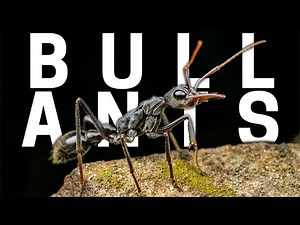 My New Bull Ant Colony - Myrmecia pyroformis