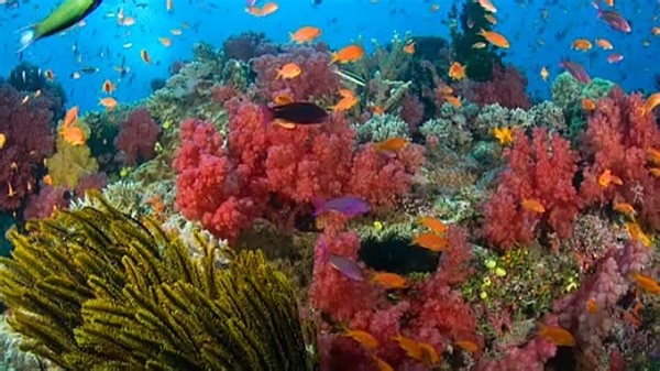 08 Neptune's Oceans Discovery Kit 2011-2012 DVD (Speed Up 4x)