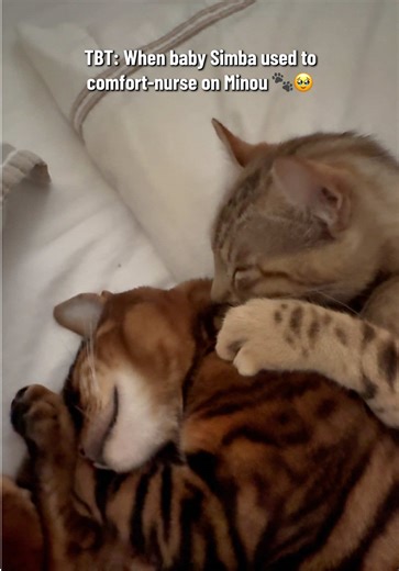 I used to wake up to the little sucking sounds as Simba kneaded away, completely content. 🐾 Every single time, it melted my heart watching them bond like this — Minou so patient, Simba feeling safe. 🥹 Such a sweet phase that didn’t last long, but one I’ll always remember. Big brothers really do make the best comfort 💖 Did your cats ever have a phase like this? 🐱💕 Tell us in the comments! #toyger #keetso #catsoftiktok #throwbackthursday #fyp