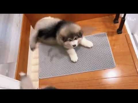 So Cute! Fluffy Malamute Puppies Trying to Walk Down Stairs