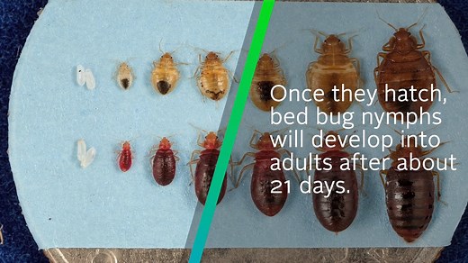 8.3K views · 31 reactions | Although small in size, bed bugs can quickly reproduce and survive for months without feeding, allowing undetected infestations to rapidly grow. Learn more about the life cycle of these pests. #BBAW | PestWorld | Facebook