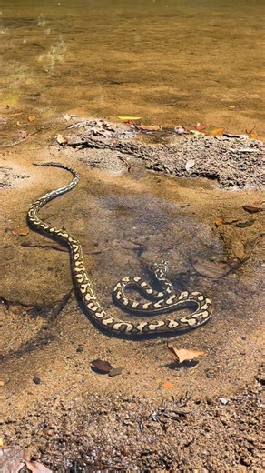 Dan Rumsey on Instagram: "Sitting along the beautiful Mary River, I never expected a Carpet python to swim right up to me — one of my favourite moments. 🐍🐍 . . . . . . #snake #snakes #widlife #australia #animals #python #sunshinecoast #maryriver #qld #reptile #reptiles #"