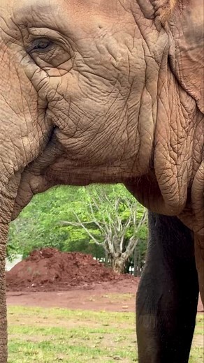 Sound up! Listen to the various tones of elephant conversation — and see if you can guess what they’re talking about! 🐘💬 มาฟังโทนเสียงที่หลากหลายของบทสนทนาภาษาช้างกันค่ะ แล้วลองทายกันดูสิว่า… พวกเขากำลังคุยเรื่องอะไรกันนะ? 😆 Learn more about the work of Elephant Nature Park and book your visit at the link below ; https://www.elephantnaturepark.org/enp/visit-volunteer #ElephantNaturePark #แอลลิแฟ้นท์เนเจอร์ปาร์ค #Elephant #ChiangMai | Elephant Nature Park