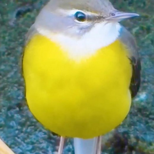 Japan's cute wild birds