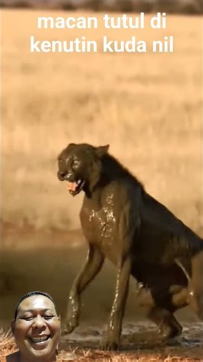 hippo poop . kuda nil kentut #animals #short