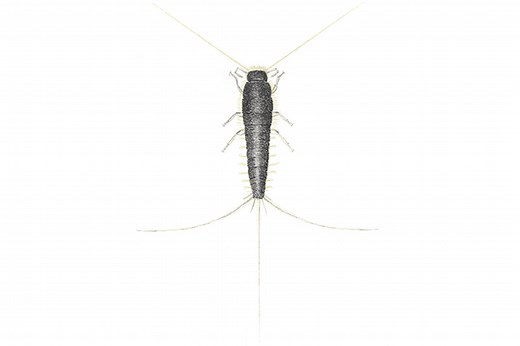 Long-tailed silverfish