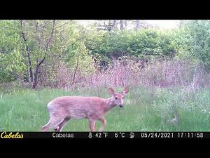 Unique Whitetail Fawn Behavior | Rub Urination Scent Marking & Coat Shedding