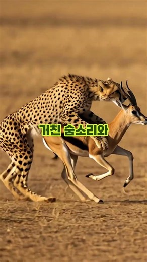 110km, 지상에서 가장 잔혹하고 위대한 24초 | 아프리카 야생 생존 다큐멘터리