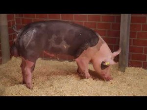 Schweinebesamung Weser-Ems e.V. - TOP-GENETIK Programme