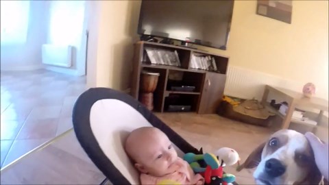 Guilty Dog Tries to Apologize to Crying Baby