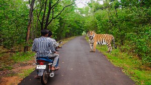 683K views · 6.6K reactions | Tiger attack man in the Orgram forest|| Royel Bengal Tiger Disclaimer.... This film is made to make people aware, this film is a story created #B_Entertainment #video #tiger #TigerAttack #elephantattack #attack #bapandigital #animations #newviralvideo #funny #forest #forestlife | B-Entertainment | Facebook