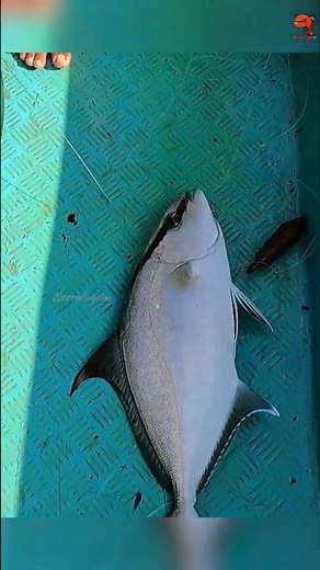 Catching Amberjack in the Sea #fishing #fishingvideo #fishingtime