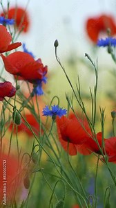 Red Poppies and cornflowers swaying in the wind on a summer flower field. Gorgeous floral background, sensations of warm summer. Vertical shot