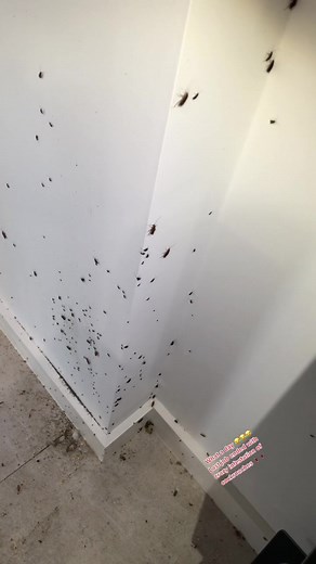 Cockroach Infestation Nightmare! 🪳 Pest Control Bondi Junction