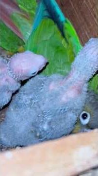Green-Cheeked Conures | Pineapple conure incubating his baby birds | #parrot #birds #babybird