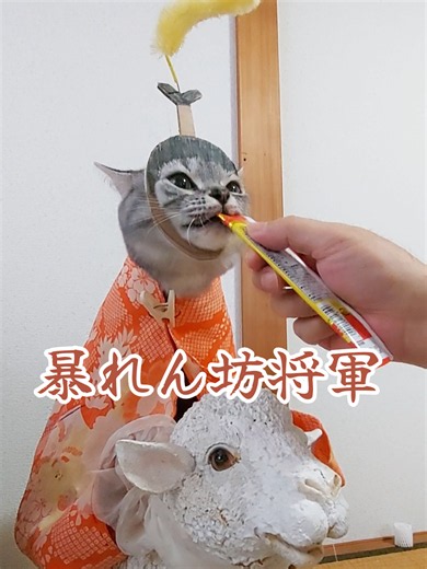 白馬に乗って🎠暴れん坊将軍OP🎶徳川吉宗ねこ😻‎🩷#ペットのいる生活 #meow #アメショ #時代劇