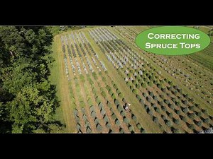 Behind the Scenes: Pruning Spruce Tops on a Christmas Tree Farm
