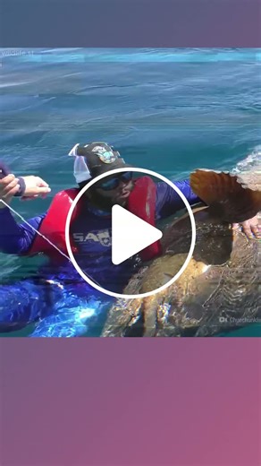 What happens if you are swallowed whole by a giant Goliath grouper? #globalwildlife #goliath - NewsBreak