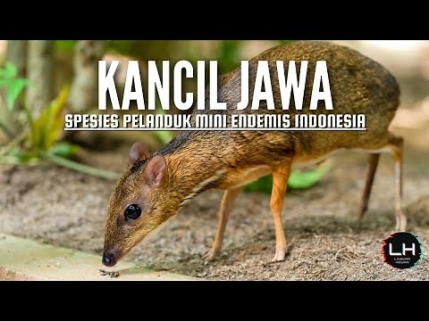Kancil jawa: spesies pelanduk mini endemis indonesia | Java Mouse-deer