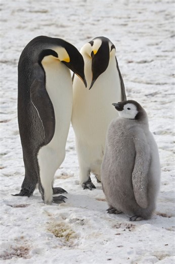 Emperor penguins listed as endangered species — IUCN - Jamaica Observer