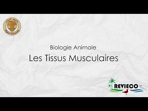 Les Tissus Musculaires (TP°5)
