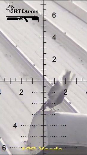 Head Shot on a Pigeon at 108 Yards | Air Rifle Hunting