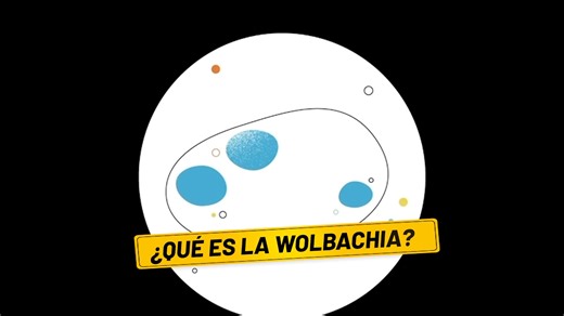 Conoce más sobre Wolbachia, el método natural y efectivo para frenar al dengue. | Ministerio de Salud del Perú