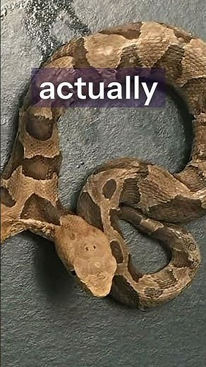 2-Headed Snake: Nature’s Biggest Glitch 😳🐍