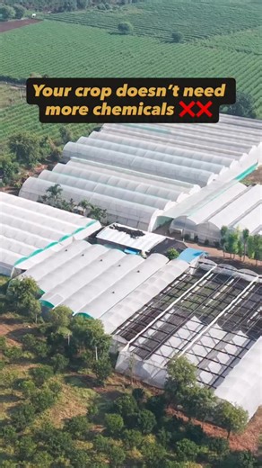 How to Choose the Right Remedy for Your Crop Problem 👇 1️⃣ Identify the exact symptom first Never spray by guess. Leaf, stem, root, or fruit symptoms decide the solution. 2️⃣ Confirm whether it is pest, disease, or deficiency Wrong diagnosis leads to wrong remedy and more damage. 3️⃣ Check the crop stage before choosing any treatment The same problem needs different solutions at vegetative vs flowering stage. 4️⃣ Understand the root cause, not just visible damage Many problems start from stress