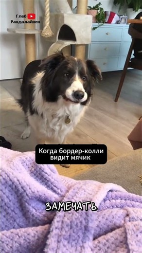 Border Collie Reaction to a Ball 🎾