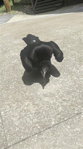 Why fly when you can walk? Cash, the Black Vulture, loves to walk and run around on the ground! Sure, he'll fly when asked, but he prefers to explore on foot. While vultures of all species are excellent fliers, and known for their soaring capabilities, they also spend a lot of time on the ground. They may be on the ground for foraging, as vultures are the best scavengers around, or they may be participating in social interactions among their flock. American vulture species, such as the Black Vul