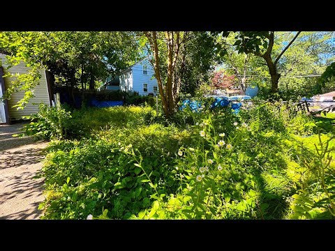Father & son transform neglected yard: Heartwarming community cleanup!