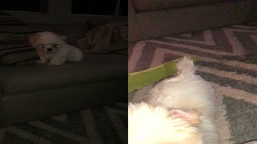 Small Dog Leaps Off Couch in Slo-Mo Glory