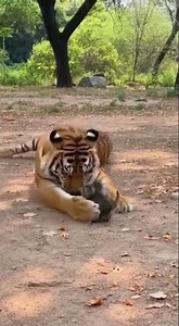 Handheld Realism: A Tiger's Charge Ends with a Gentle Cuddle