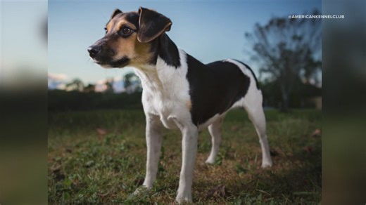 Danish-Swedish Farmdog to make debut at National Dog Show