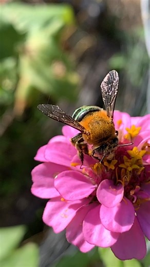 339K views · 17K reactions | Check out this cool looking bee! It’s a Blue Banded Bee (Amegilla). It’s just one of 1700 species of bee native to Australia. And one of nearly 20,000 bee species worldwide.  #pollinator #bluebandedbee #nativebee #beefact | Flow Hive | Facebook