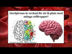 Lektion 7 DEL 2 - Nervsystemet storhjärnan, lillhjärnan och hjärnstammen