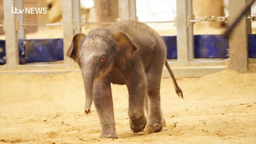 This is the adorable moment an endangered baby elephant takes her first steps. With a little help from mum, the youngster gets her feet and is given a nudge to get her on her wobbly way. Bosses at the zoo say her birth is a "massive coup" for elephant conservation. | ITV Anglia
