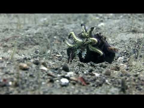 Mantis Shrimp battles for its life in the arms of a flamboyant cuttlefish!