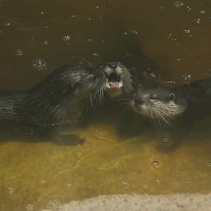 Otter cuteness compilation 🥰 Credit: San Antonio Zoo | Otter