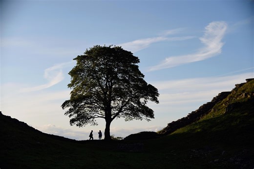 Sycamore Gap Tree: National Trust launches creative commission using saved timber