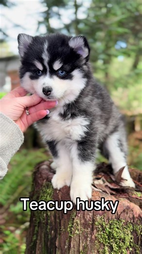 Teacup Husky: Meet the Adorable Portland Pomskies