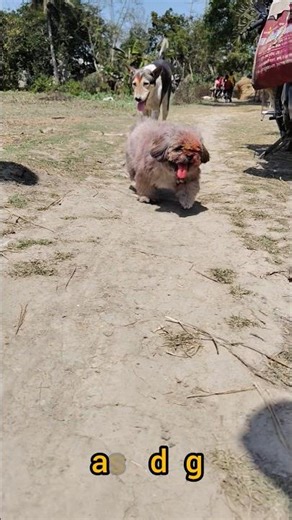 Lhasa apso puppy running fast#dog#puppy#short#shorts#cute