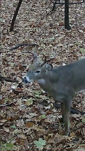 Overhead Footage of a 6 Point Buck (4K) 🦌🦌‼️